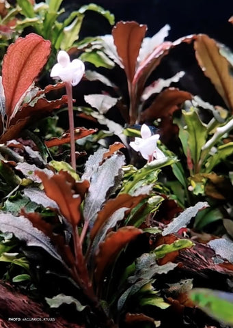 Bucephalandra sp. 'Theia Red'