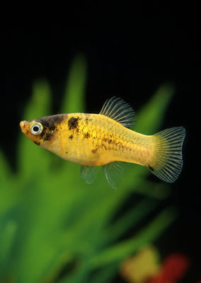 Bumblebee Platy