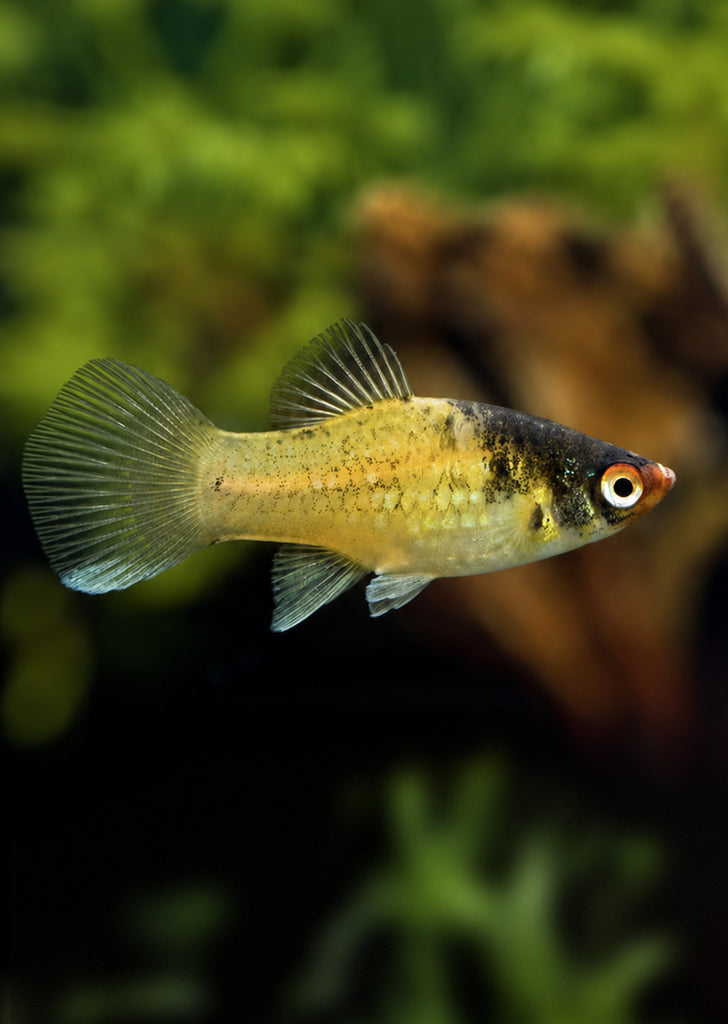 Bumblebee Platy