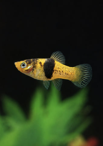 Bumblebee Platy