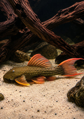 L024 x L025 Cactus Pleco