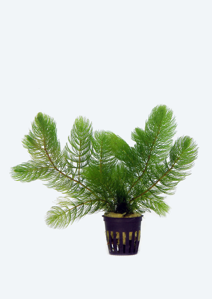 Ceratophyllum submersum