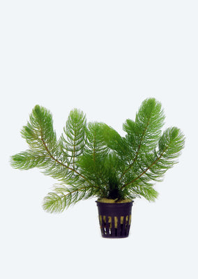 Ceratophyllum submersum