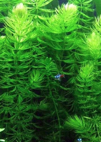Ceratophyllum submersum