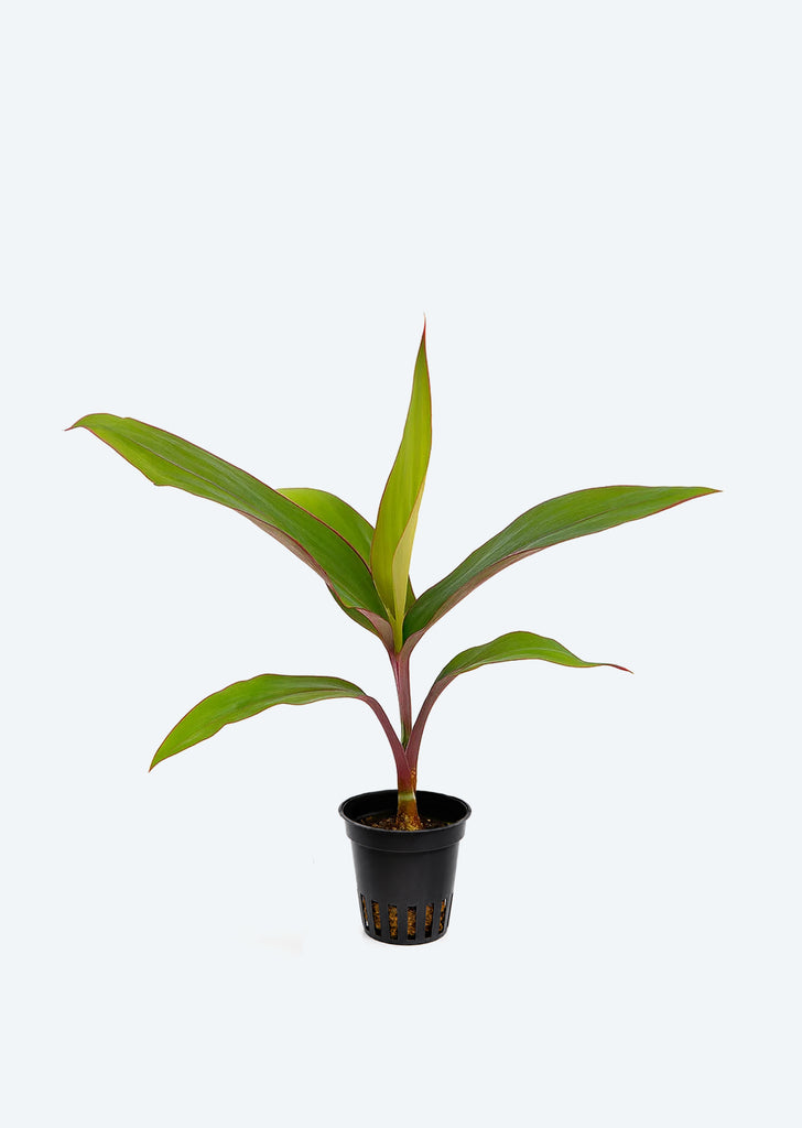 Cordyline compacta