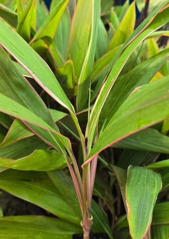 Cordyline compacta