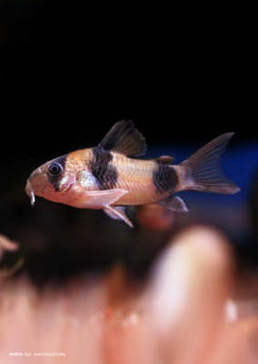 Corydoras Twosaddle