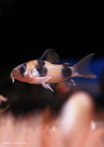 Corydoras Twosaddle