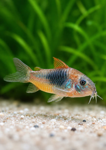 Corydoras Venezuela 'Orange'