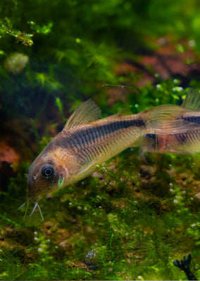 Corydoras rabauti