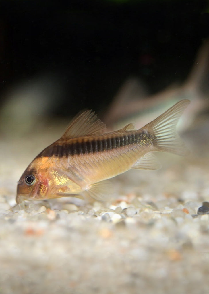 Corydoras rabauti