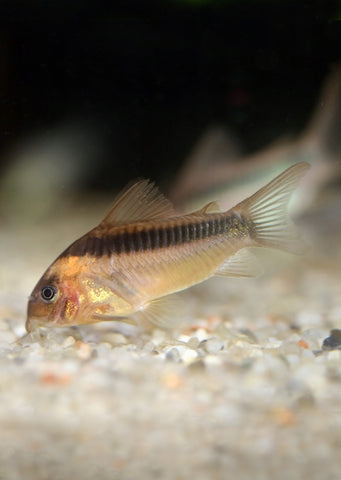 Corydoras rabauti