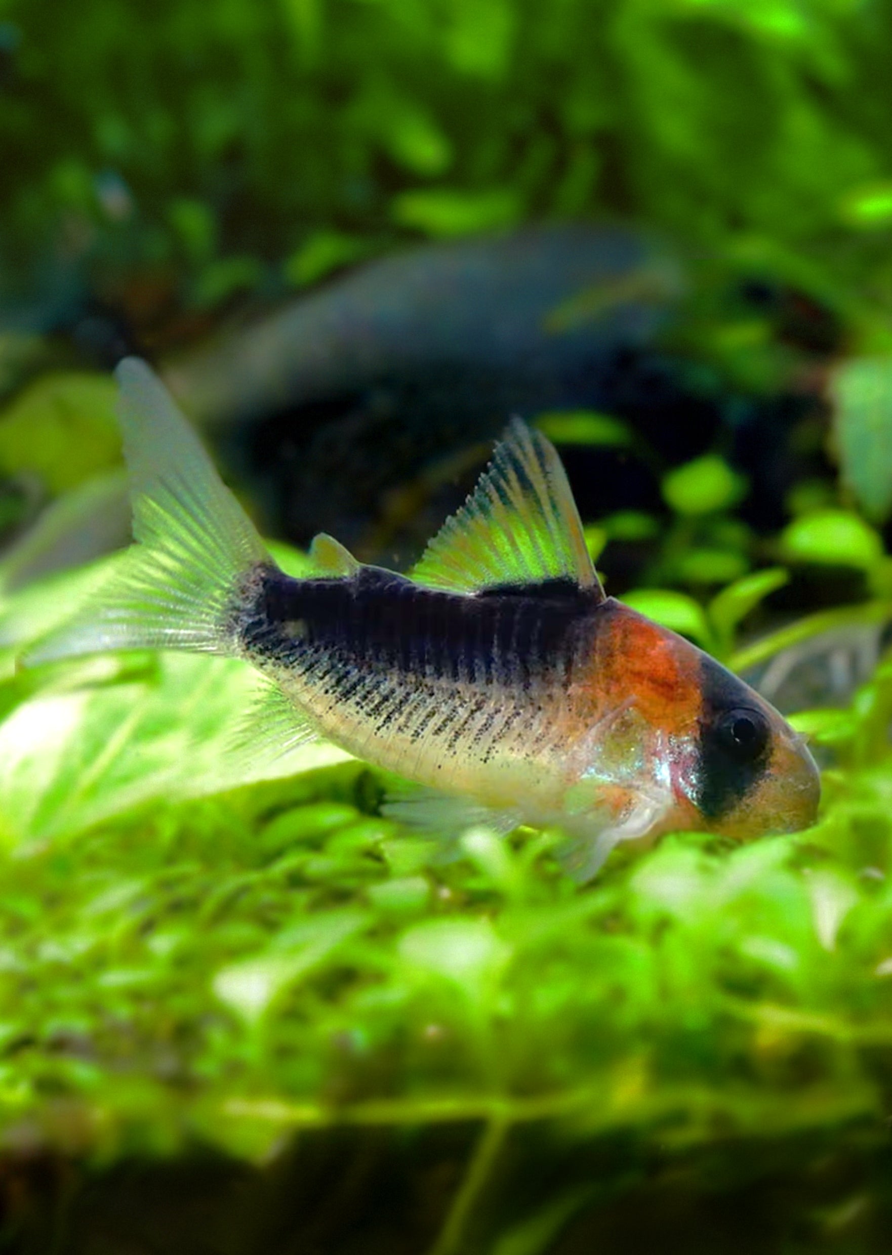 Corydoras Duplicareus corydoras-duplicareus