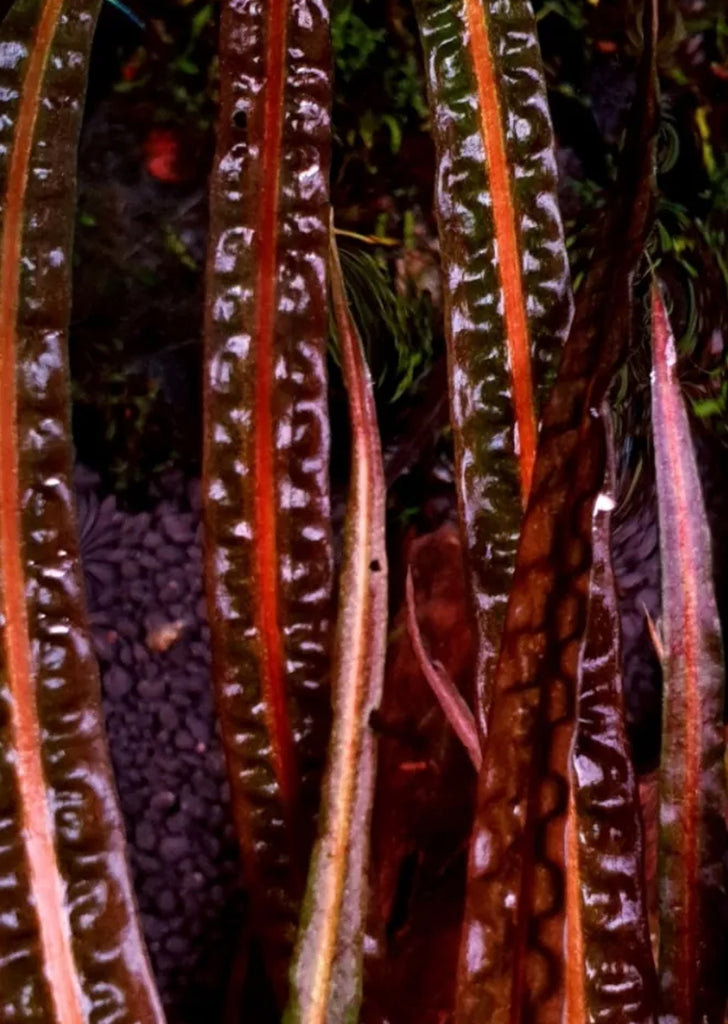 Cryptocoryne Balansae 'Red'