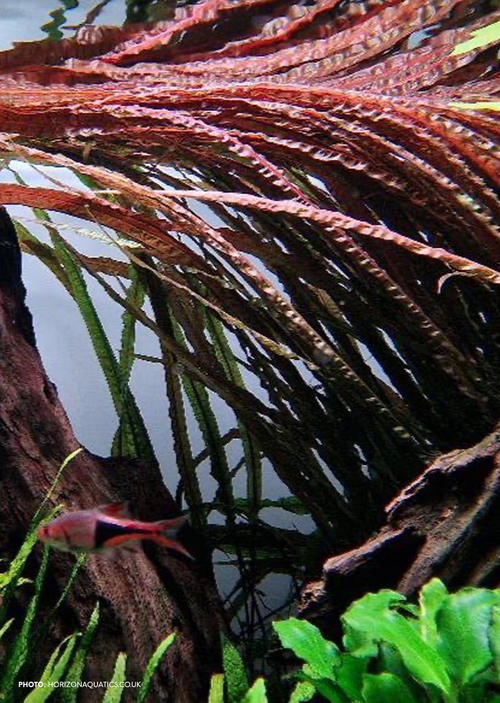 Cryptocoryne Balansae 'Red'