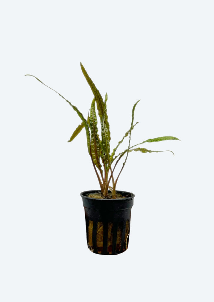 Cryptocoryne Balansae 'Red'