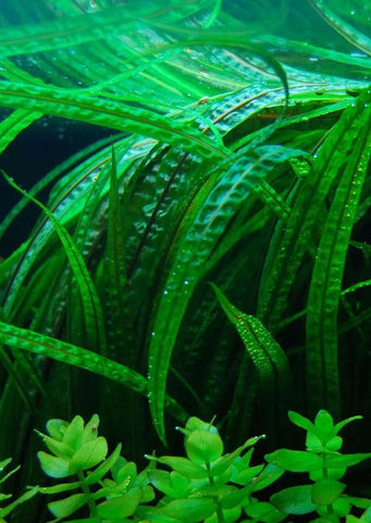 Cryptocoryne Balansae