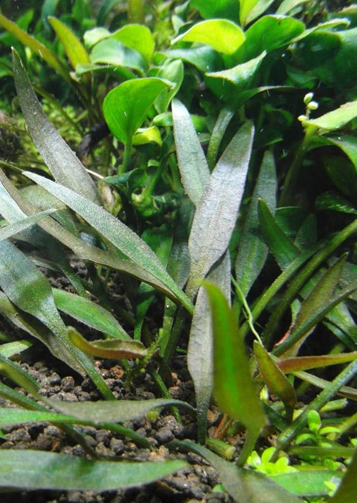 Cryptocoryne Pygmaea