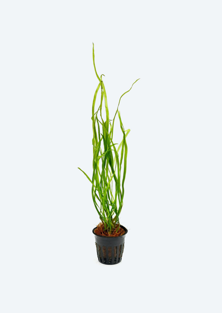 Cryptocoryne Sivadasanii