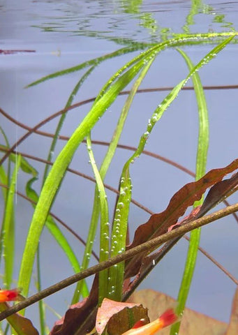 Cryptocoryne Sivadasanii