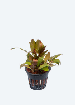 Cryptocoryne beckettii