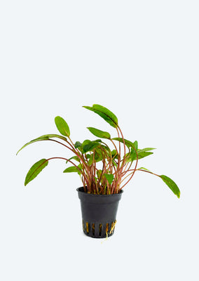 Cryptocoryne beckettii 'Viridifolia'