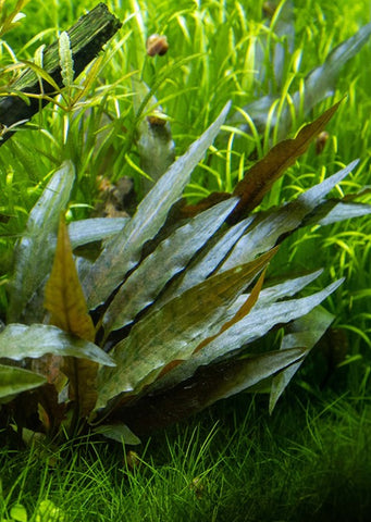 Cryptocoryne beckettii 'Viridifolia'