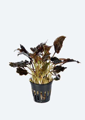 Cryptocoryne Petchii