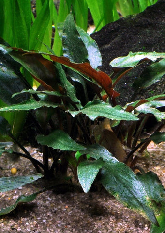 Cryptocoryne Petchii