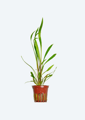 Cryptocoryne spiralis 'Red'