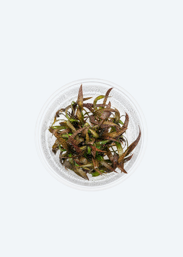 Cryptocoryne spiralis 'Tiger'