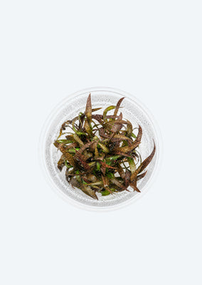 Cryptocoryne spiralis 'Tiger'