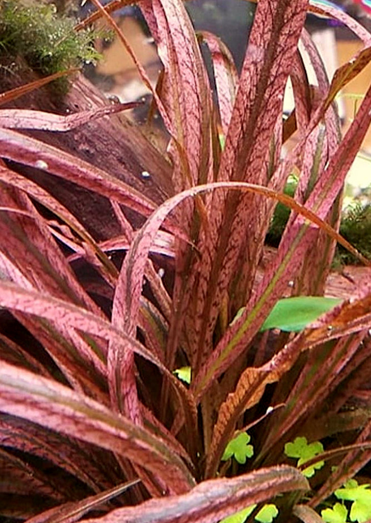 Cryptocoryne spiralis 'Tiger'