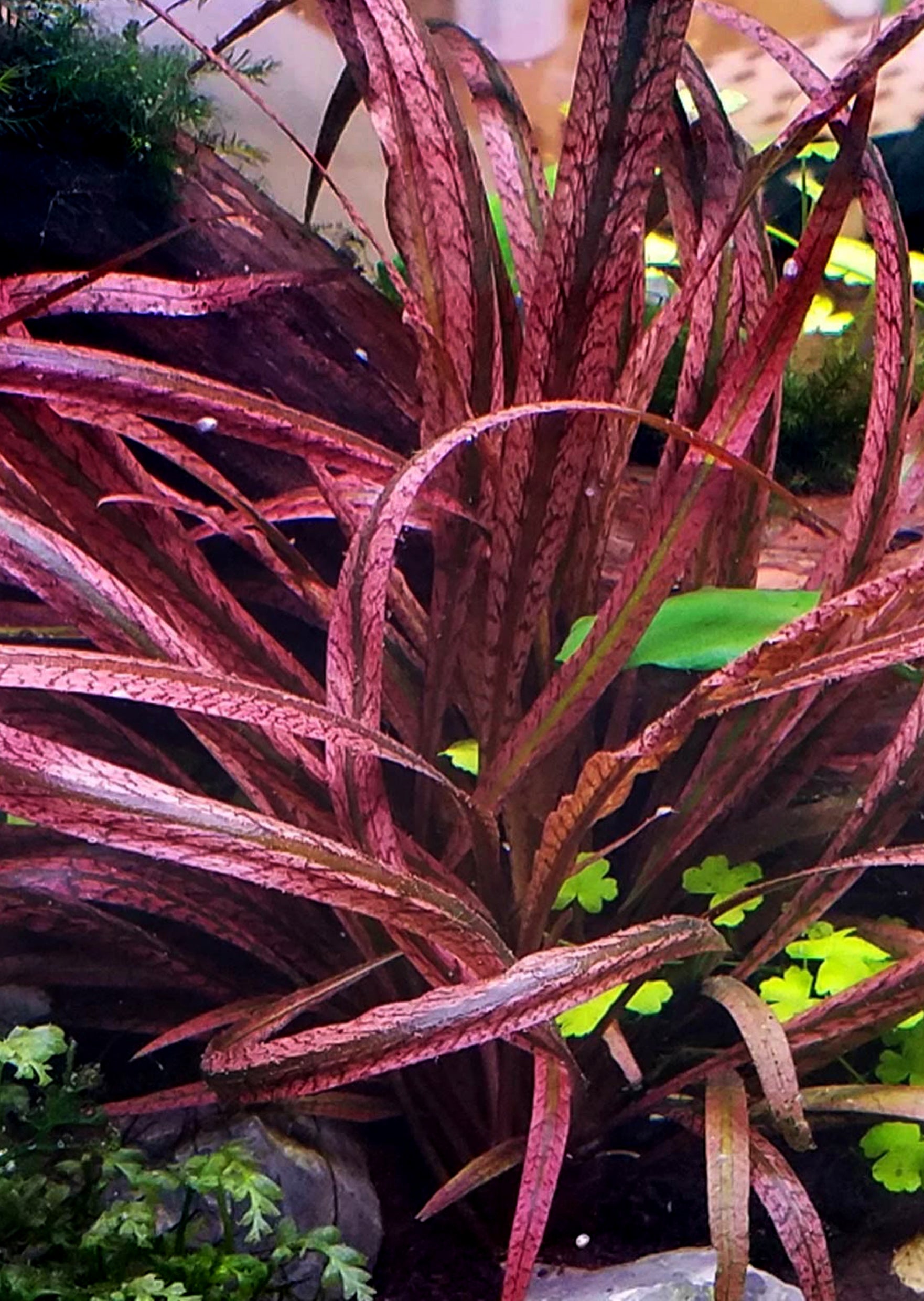 Cryptocoryne Retrospiralis Red