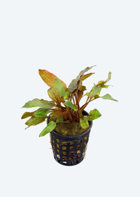 Cryptocoryne walkeri