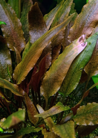 Cryptocoryne walkeri