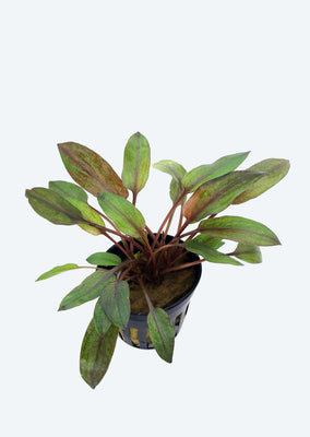 Cryptocoryne wendtii