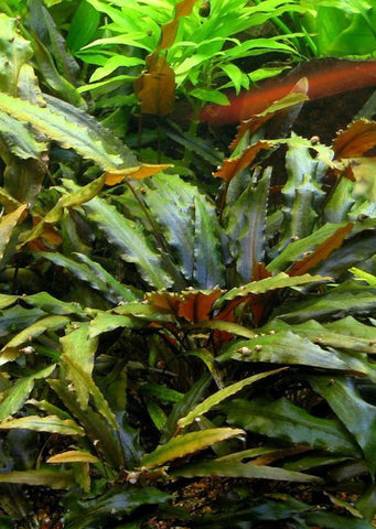 Cryptocoryne wendtii