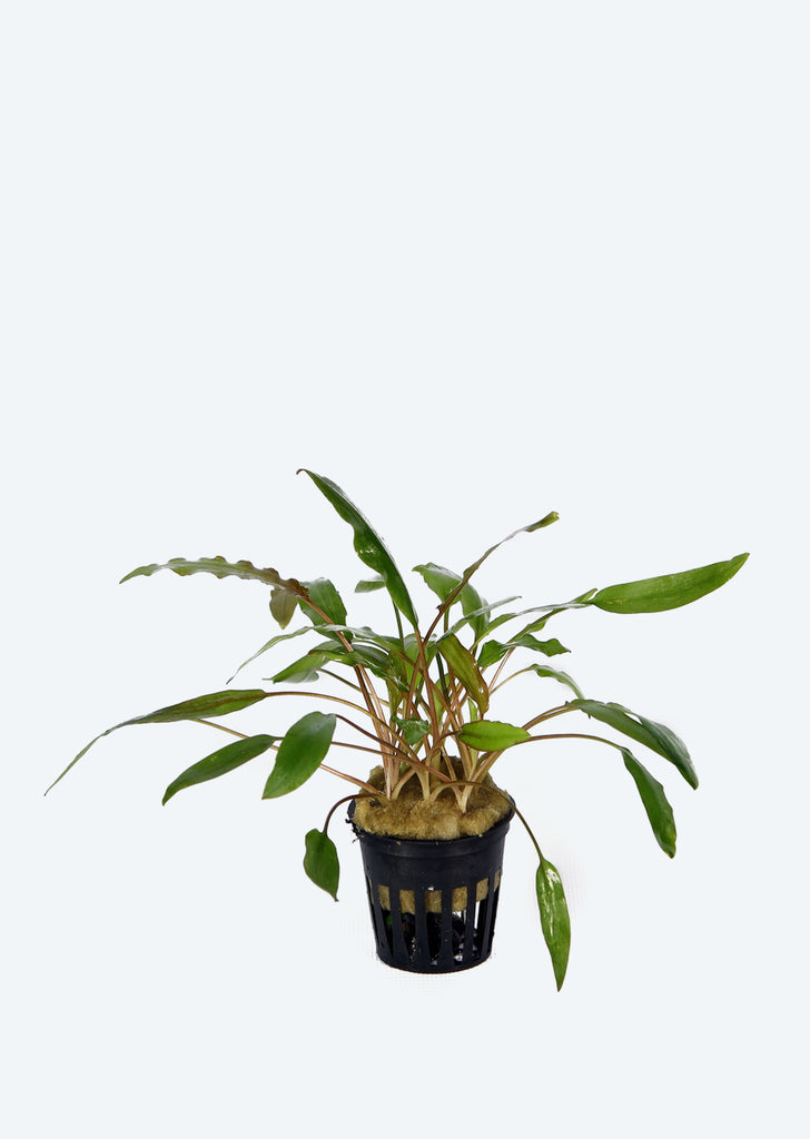 Cryptocoryne wendtii Green