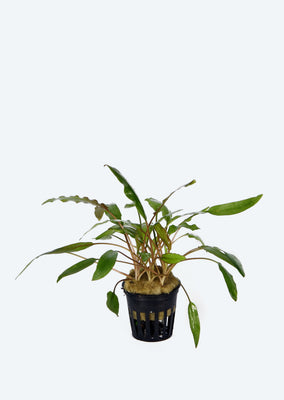 Cryptocoryne wendtii Green