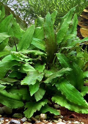 Cryptocoryne wendtii Green