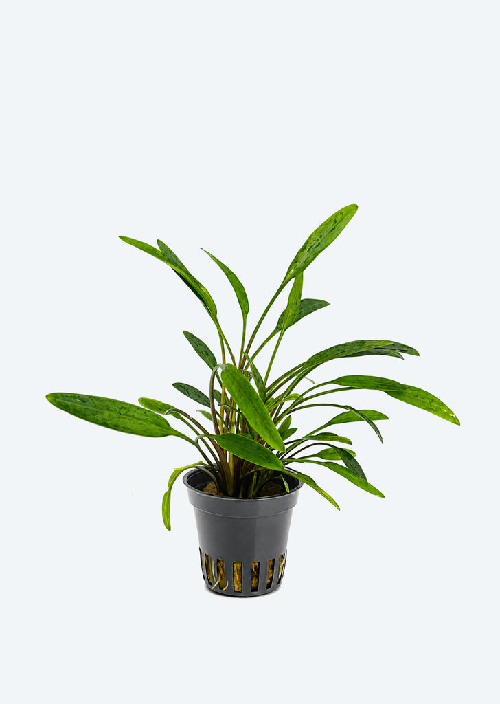 Cryptocoryne x willisii 'Nevellii'