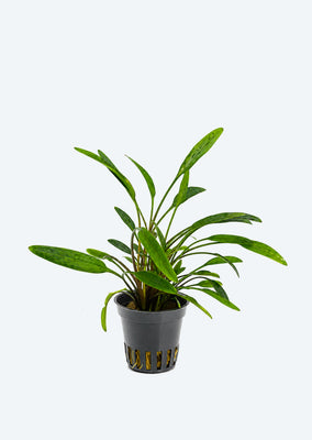Cryptocoryne x willisii 'Nevellii'