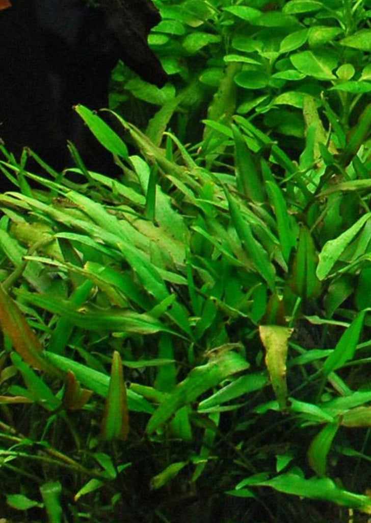 Cryptocoryne x willisii 'Nevellii'