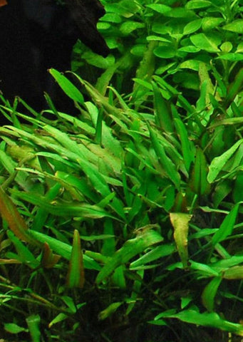Cryptocoryne x willisii 'Nevellii'