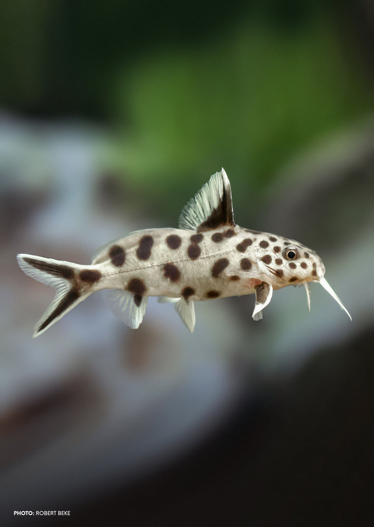 Cuckoo Synodontis