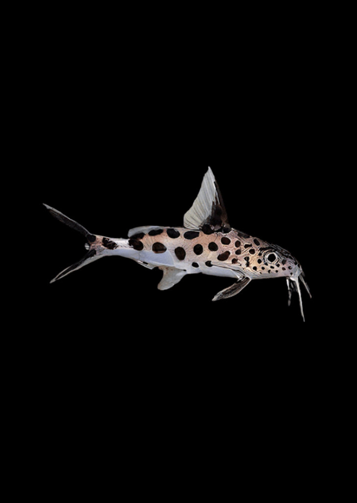 Cuckoo Synodontis