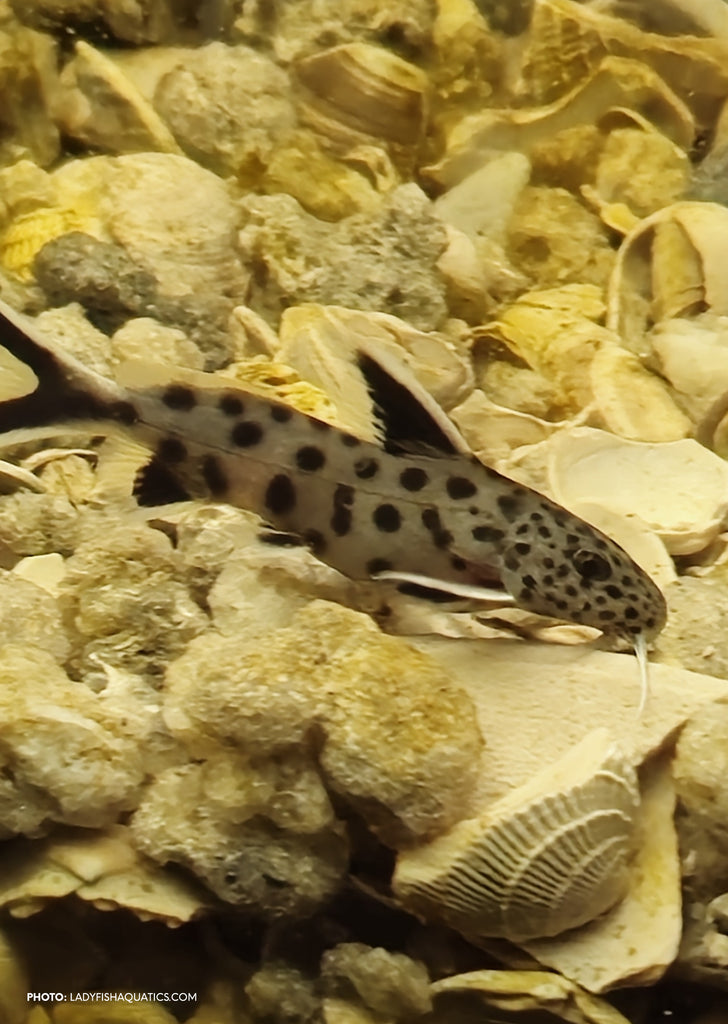 Cuckoo Synodontis