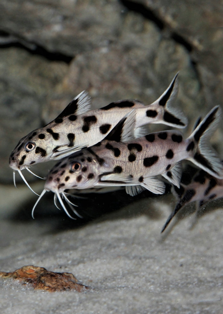 Cuckoo Synodontis