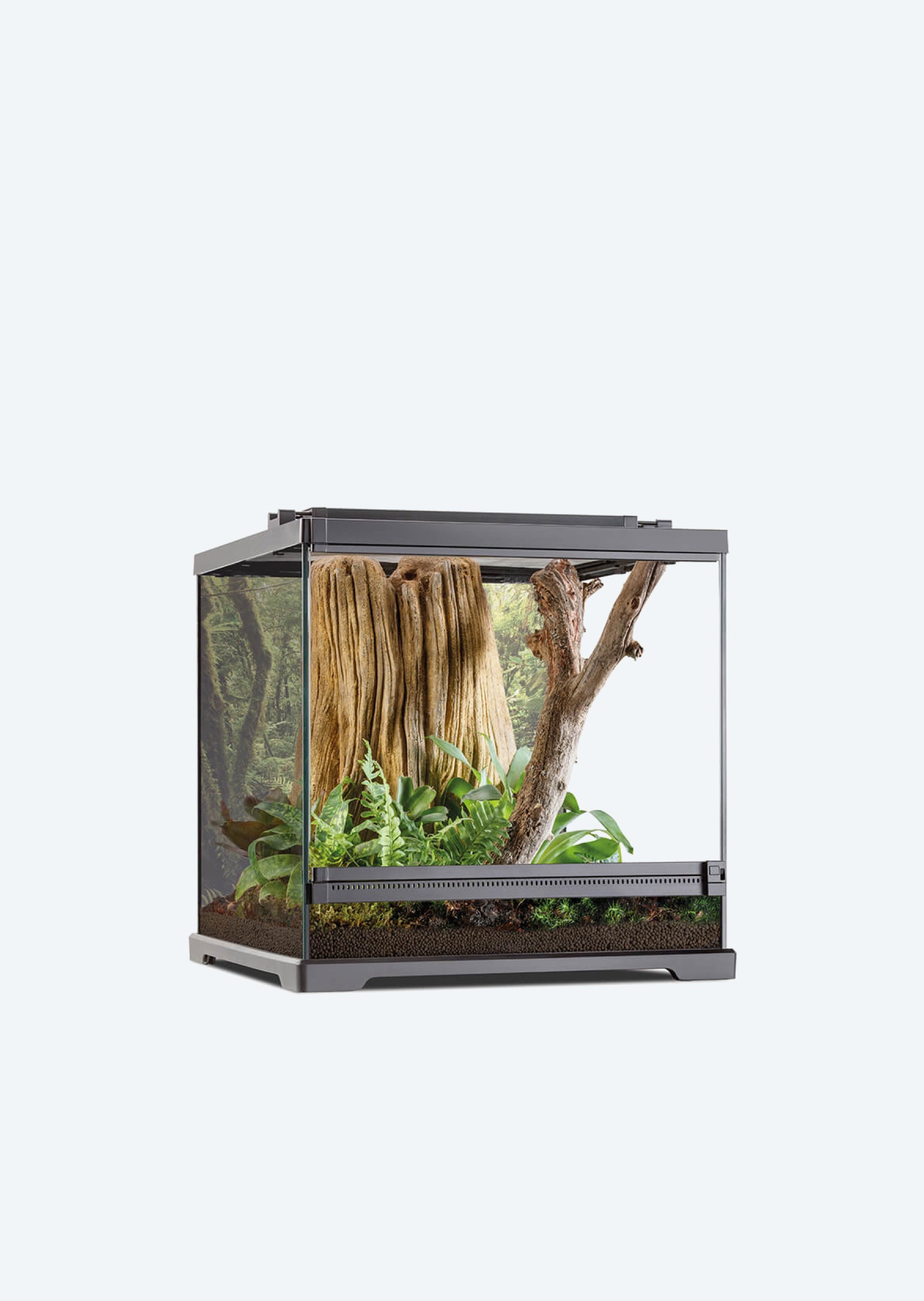A closer look at Dart Frog Terrarium Stones Plants